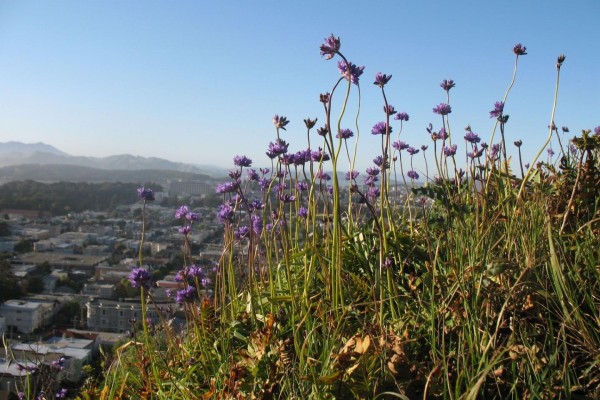 Purple flowers on a hillside in San Francisco